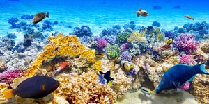 Κοράλλια στην Αυστραλία