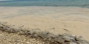 Βλέννα στην Λήμνο