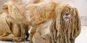 Σκύλος extreme makeover