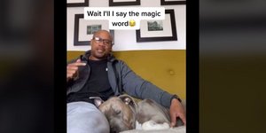 Σκύλος ξυπνά ακούγοντας μία «μαγική» λέξη