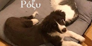 Ο σκύλος της Καρολάιν