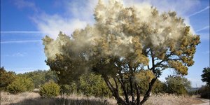 Νέφος γύρης