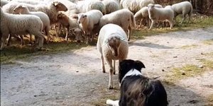 Πρόβατο ξετρομάζει τσοπανόσκυλο