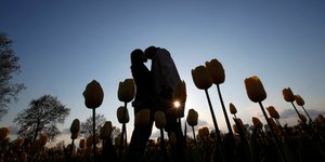 Ζευγάρι ανταλάσσει φιλί στη μέση ενός χωραφιού με τουλίπες έξω από το Μιλάνο της Ιταλίας