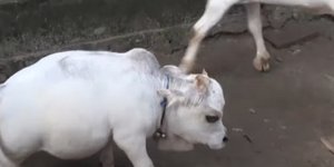 Αγελάδα νάνος στο Μπαγκλαντές