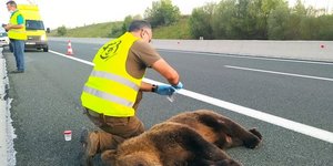 Η χτυπημένη αρκούδα