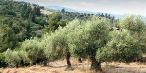 δέντρο