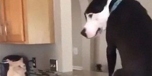 Μάκο, το πιτ μπουλ που νομίζει ότι είναι γάτα... 