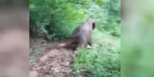Ελέφαντας κάνει τσουλήθρα σε πλαγιά λόφου