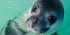 Η φώκια «Κωστής» που ζούσε στην Αλόννησο