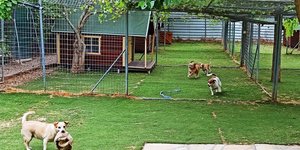 Που να αφήσετε τα κατοικίδιά σας την περίοδο των διακοπών 