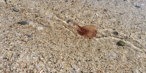 Μέδουσα σε παραλία της Χαλκιδικής