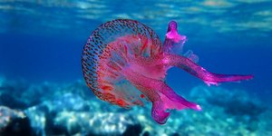 Μέδουσα Pelagia Noctiluca
