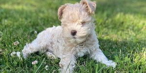 Το μικρό κουτάβι που γεννήθηκε χωρίς μάτια 