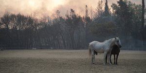 άλογα στη φωτιά στη Βαρυμπόμπη