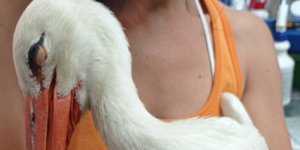 γυναίκα με πελαργό