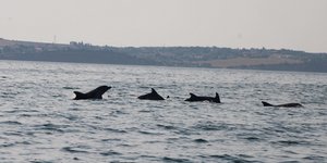 δελφίνια κολυμπούν στον Θερμαϊκό