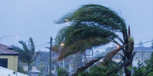 δέντρο κυκλώνας τροπική καταιγίδα