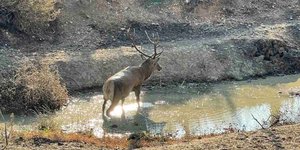 Ελάφι στα καμένα της Βαρυμπόμπης