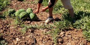 Εργάτης γης, αγρότης, μάζεμα καρπουζιών