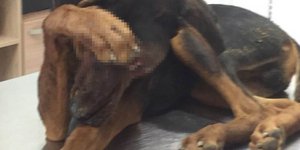 έβγαλε μάτια σκύλου πόδι σε μουσούδα