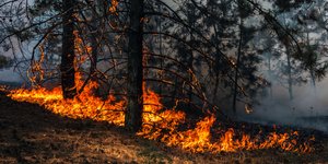 φωτιά στο δάσος καίει δέντρα