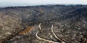 Καμένο δάσος στην Αγία Αννα της Βόρειας Εύβοιας