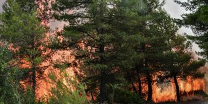 Φωτιά σε δασική έκταση στη Γορτυνία