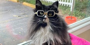 Η αξιαγάπητη γάτα φορά γυαλιά