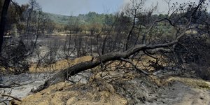 πεσμενο δεντρο