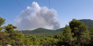 καπνος δασος 