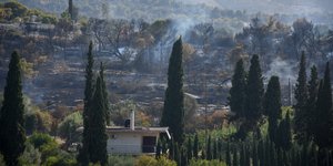 κυπαρίσσια καμένα