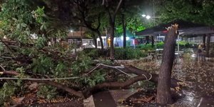 Λάρισα σπασμένο δέντρο από μπουρίνι