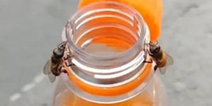 Μέλισσες καπάκι από αναψυκτικό