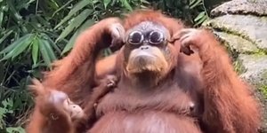 Ουρακοτάγκος φορά γυαλιά ηλίου