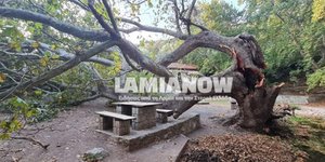 Πλάτανος κόπηκε στη μέση στον Αχινό Φθιώτιδας