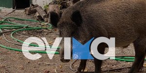 Το αγριογούρουνο που εισέβαλε σε ταβέρνα