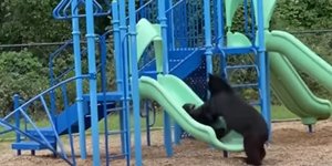 Μαμά αρκούδα και το μικρό της παίζουν σε παιδική χαρά