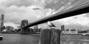 γλαρος γεφυρα 