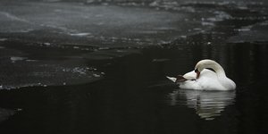 Λίμνη στις Βρυξέλλες