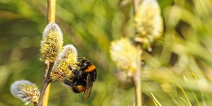Μέλισσα πάνω σε φυτό