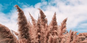 Tι είναι το Pampas grass