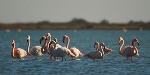 Που μπορείτε να δείτε ροζ φλαμίνγκο στην Ελλάδα