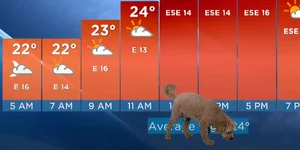 Ο σκυλάκος που εισέβαλε στο μετεωρολογικό δελτίο