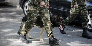 Στρατιωτικός σκύλος