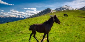 Άγρια άλογα στα βουνά των Αγράφων