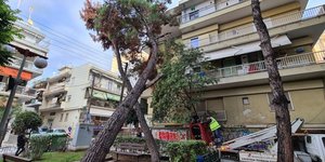 Το δέντρο που έπεσε πάνω στην πολυκατοικία