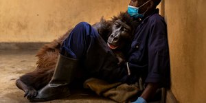 Η γορίλας στην αγκαλιά του δασοφύλακα που της έσωσε τη ζωή