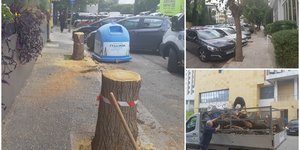 Οι έξι μουριές στη σειρά που κόπηκαν επί της οδού Βεντήρη στο κέντρο της Αθήνας