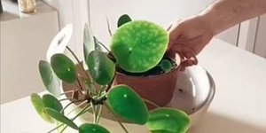 Ενας διαφορετικός τρόπος για να ποτίζετε τα φυτά σας